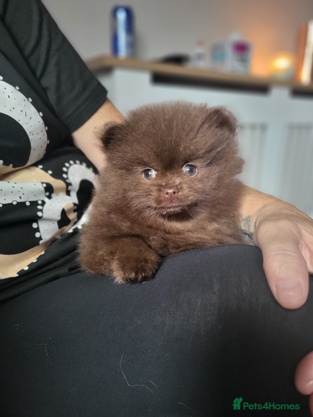 Pomeranian dogs for stud: Kc Pomeranian For Stud Duties - Advert 15