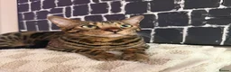 Bengal cats for sale: Brother and Sister Bengals - 2 years old in Wilmslow - Advert 6