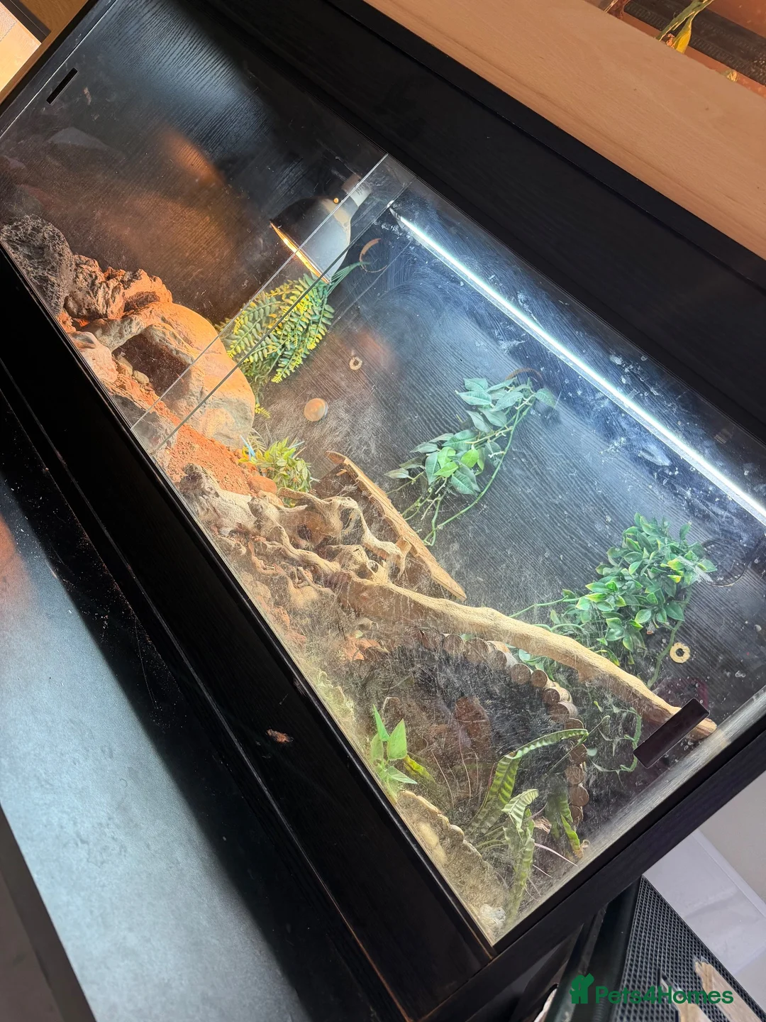 Bearded Dragon reptiles for sale: Red Bearded Dragon & Set Up - Advert 3
