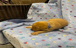 Labrador Retriever dogs for sale: Stunning Litter from working parents KC reg - Image 5