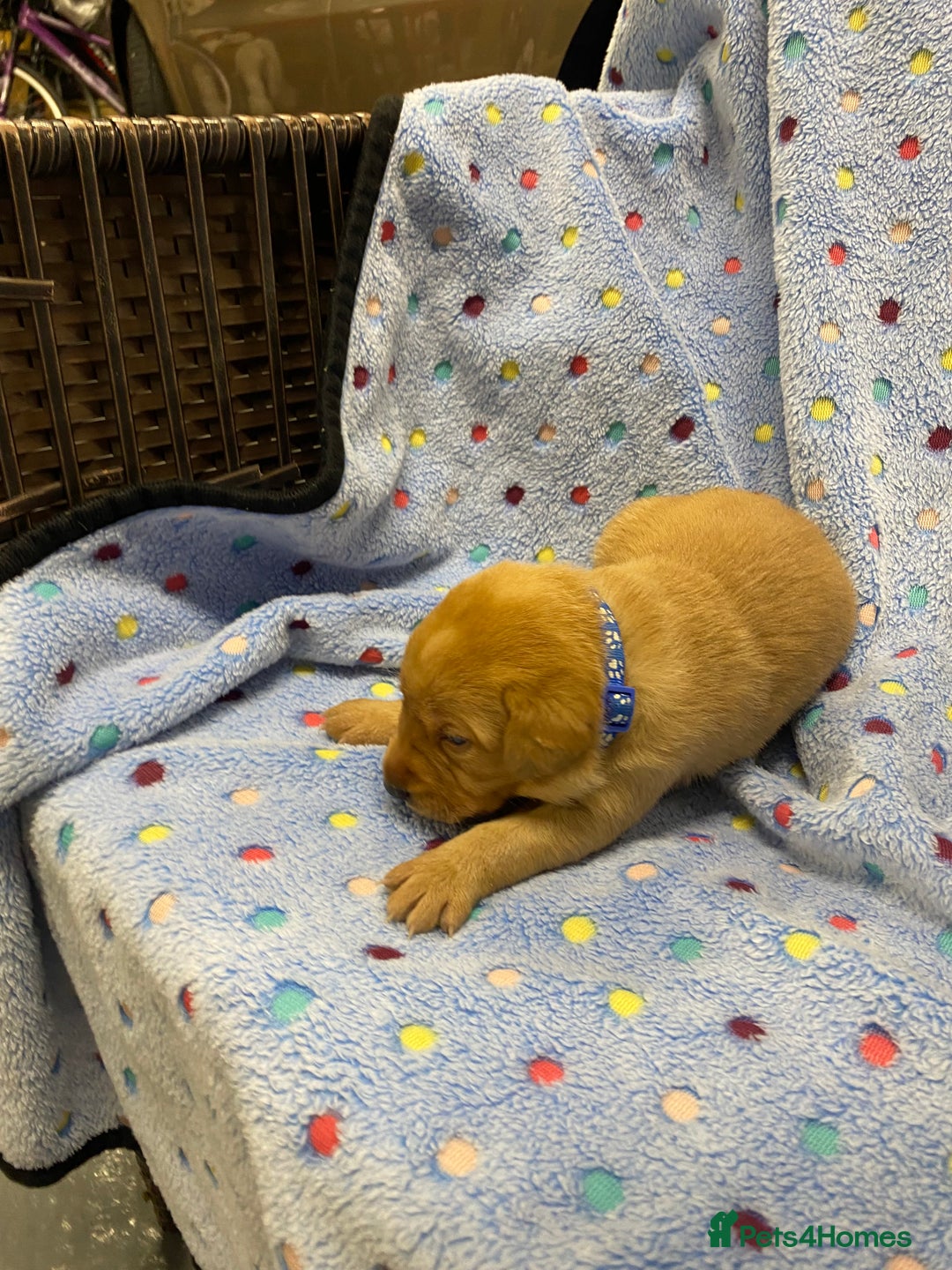 Labrador Retriever dogs for sale: Stunning Litter from working parents KC reg - Image 5