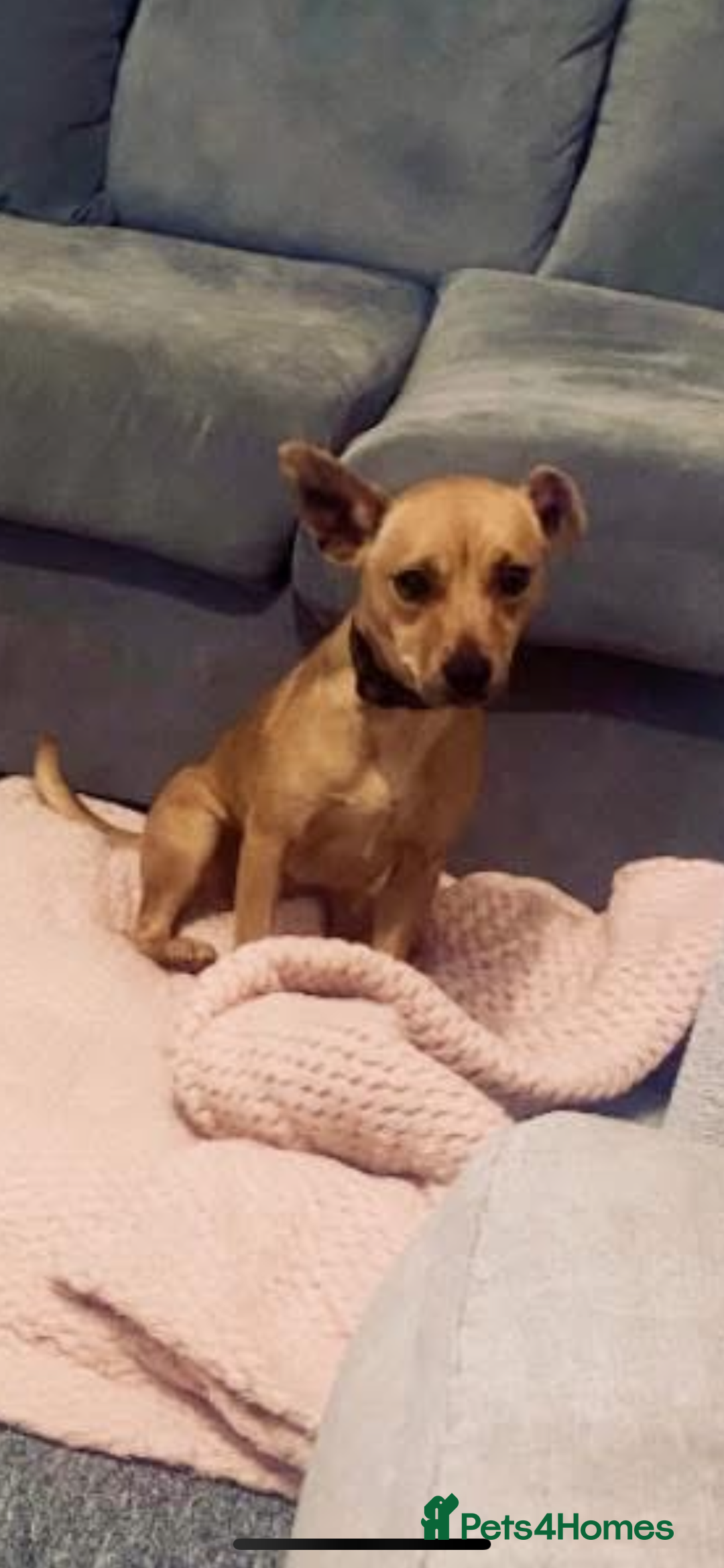 Jack Russell dogs for sale: 1 year old jack Russell  - Advert 2