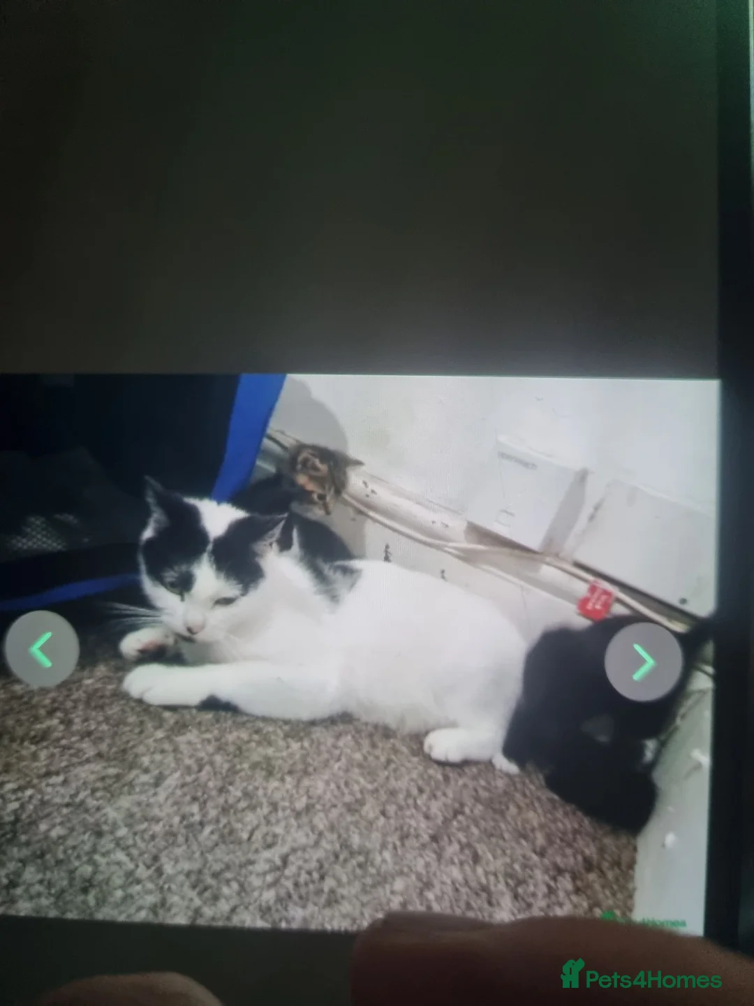 Mixed Breed cats for sale: 3 beautifully little kittens for sale - Advert 6
