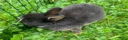 Netherland Dwarf rabbits for sale: Netherland Dwarfs LAST 1 LEFT - Advert 22