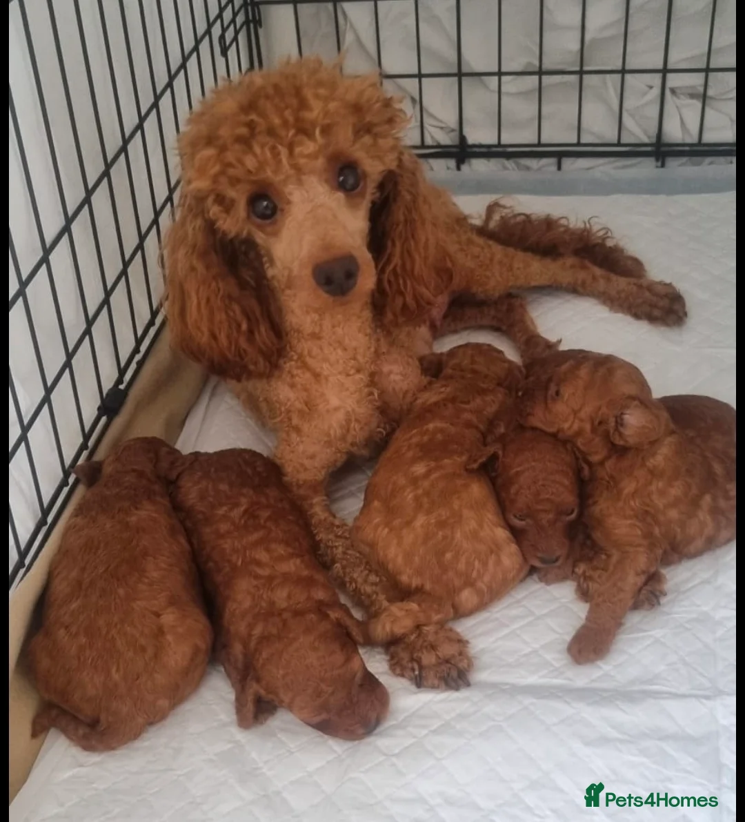 Toy Poodle dogs for sale: TOY POODLES 3x BOYS 2x GIRLS  in London - Advert 1