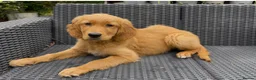 Golden Retriever dogs for sale: One KC reg Dark Golden Retriever Boy Ready Now in Melton Mowbray - Advert 2