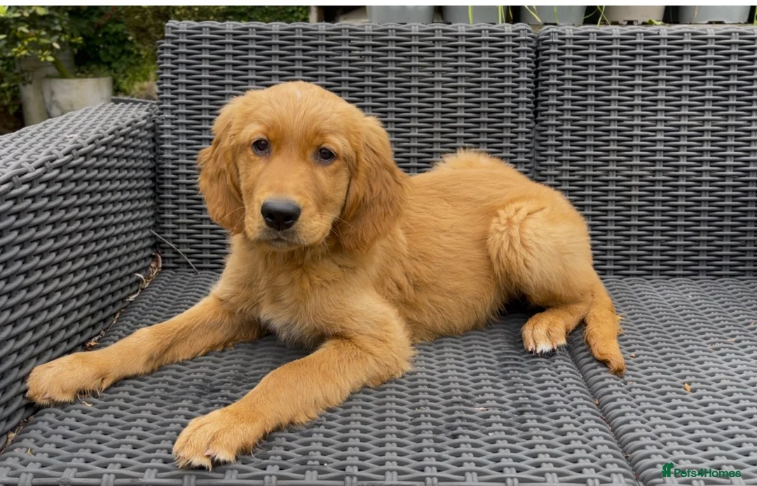 Golden Retriever dogs for sale: One KC reg Dark Golden Retriever Boy Ready Now in Melton Mowbray - Advert 2