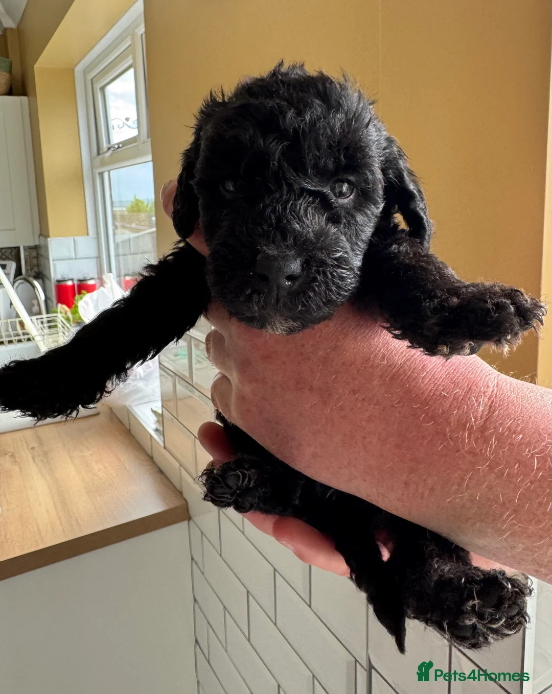 Bedlington Terrier dogs for sale: KC Registered Bedlington Terrier Pups in Stoke-on-Trent - Advert 11