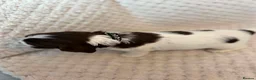 English Springer Spaniel dogs for sale: Springer Spaniel Puppies for Sale –  - Advert 5