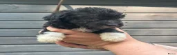 Bedlington Terrier dogs for sale: Silver bedlington - Advert 10