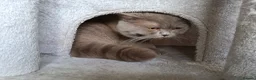 British Shorthair cats for stud: Lilac BSH, GCCF active register STUD - Advert 8