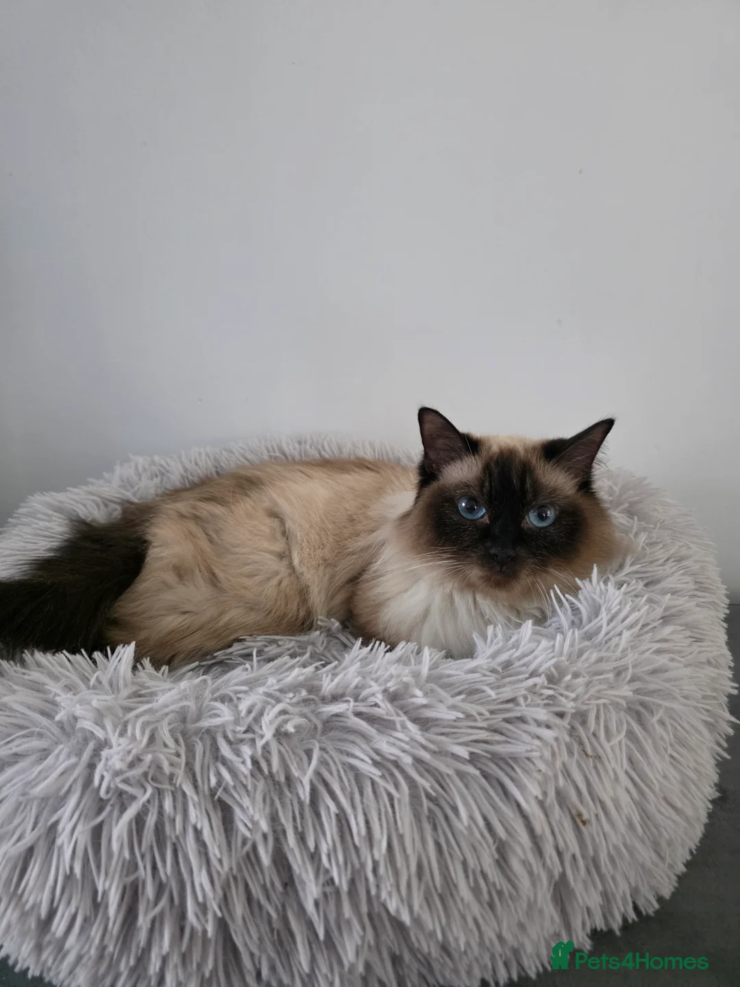 Ragdoll cats for sale: Gorgeous Ragdoll Kittens - Advert 17