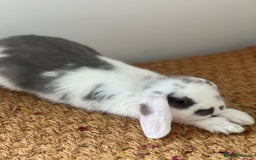 Mini Lop rabbits for sale: Rehoming Two Mini Lops - Image 15