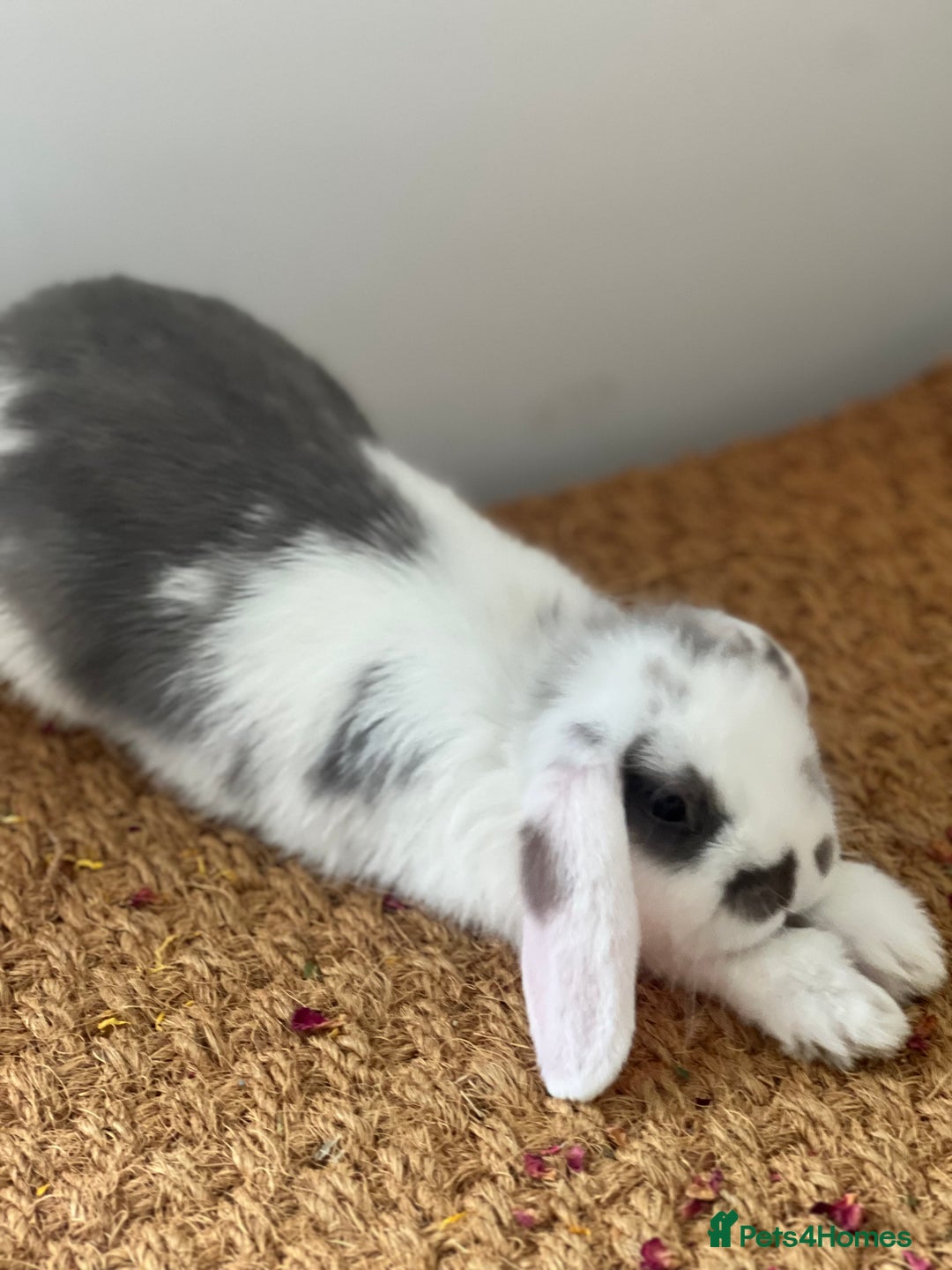 Mini Lop rabbits for sale: Rehoming Two Mini Lops - Image 15