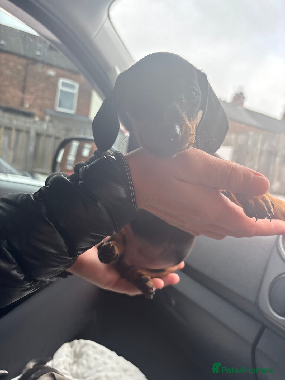 Dachshund dogs for sale: Merl& Black& Tan dashound - Image 5