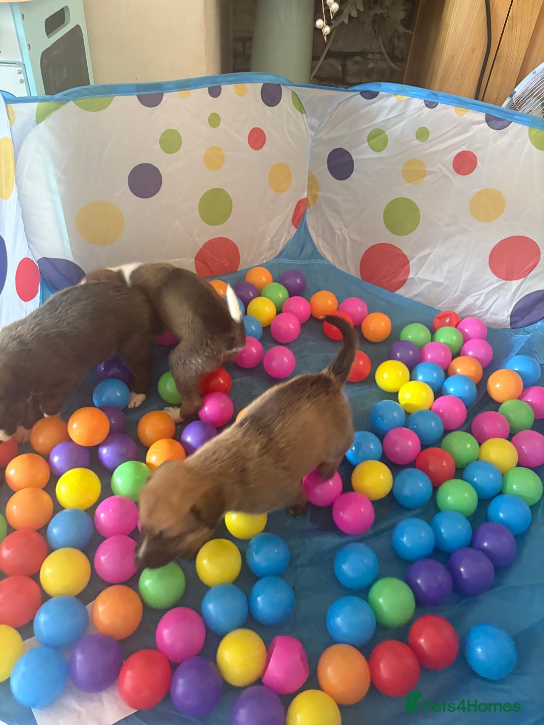 Mixed Breed dogs for sale: Lurcher x German Shepard puppies forsale - Image 32