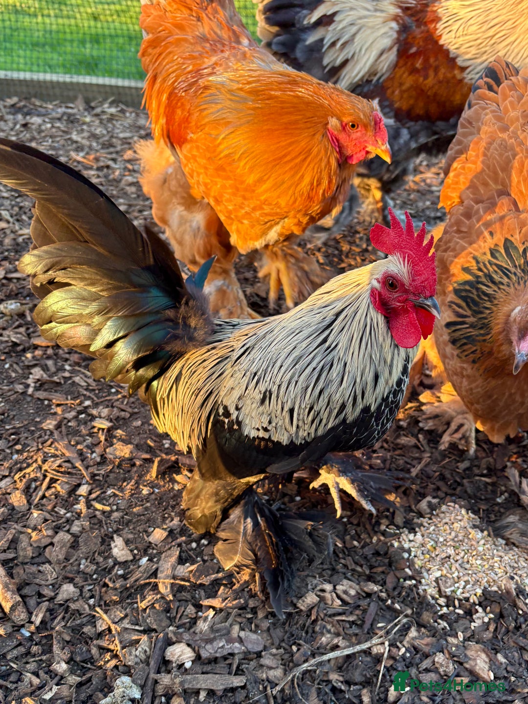 Chickens poultry for sale: Sablepoot Booted Bantam Pullets & Cockerels - Advert 2