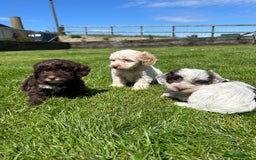 Cockapoo dogs for sale: Beautiful cockapoo puppies  - Image 2