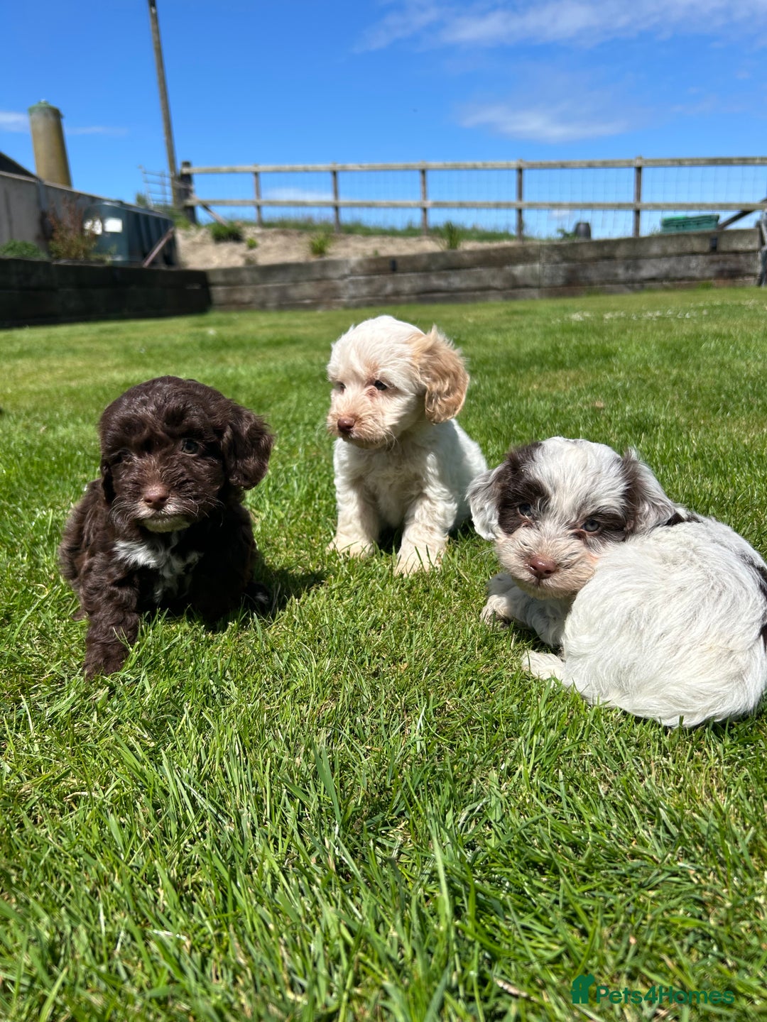 Cockapoo dogs for sale: Beautiful cockapoo puppies  - Image 2