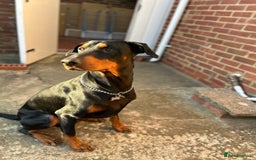 Dobermann dogs for sale: Dobermann male - Image 3