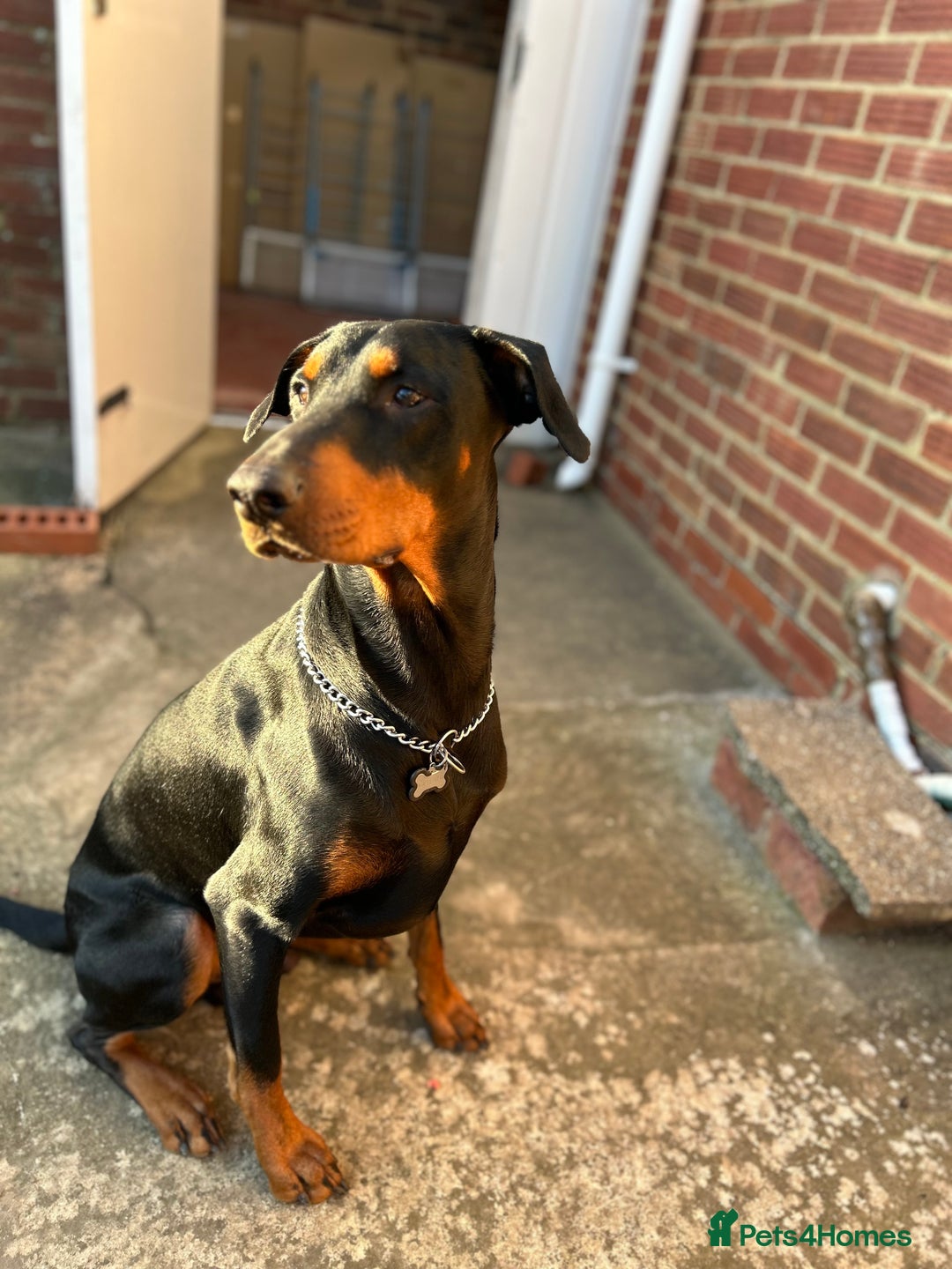 Dobermann dogs for sale: Dobermann male - Image 3