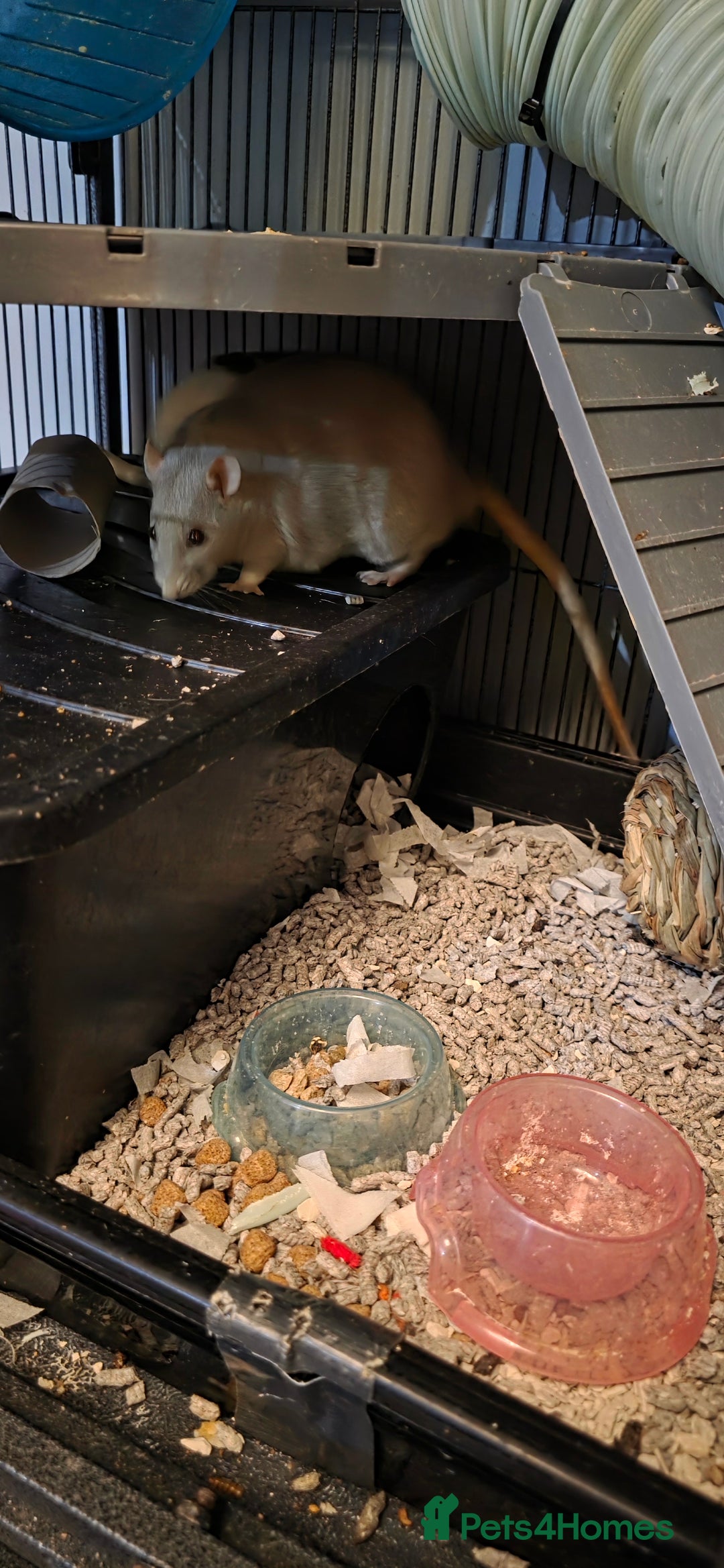 Rat rodents for sale: Four 1 year old female rats with cage+ extras - Advert 11