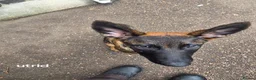Mixed Breed dogs for sale: German Shepherd x in Sunderland - Advert 6