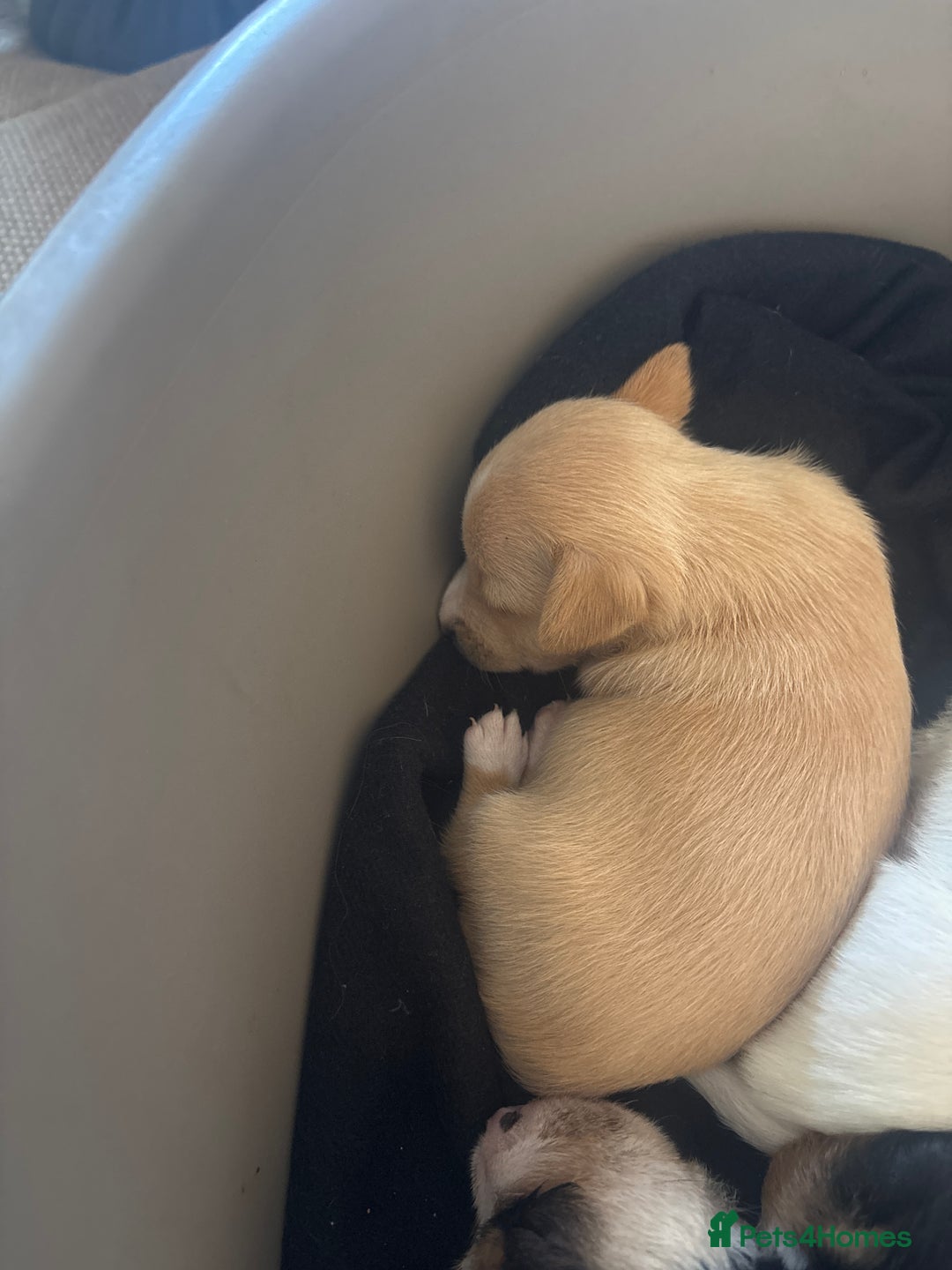 Jack Russell dogs for sale: Jack Russell puppies for sale - Image 17