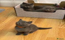Scottish Fold cats for sale: PURE BREED SCOTTISH FOLD KITTENS 🐾 in Twickenham - Image 17
