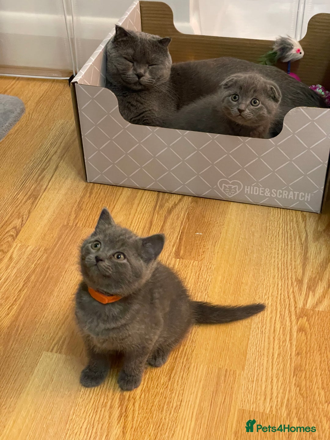 Scottish Fold cats for sale: PURE BREED SCOTTISH FOLD KITTENS 🐾 in Twickenham - Image 17