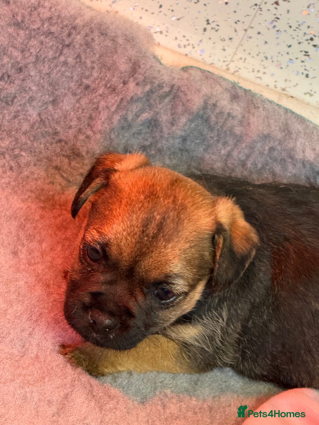 Border Terrier dogs for sale: Kc reg Border Terrier puppies  - Advert 7