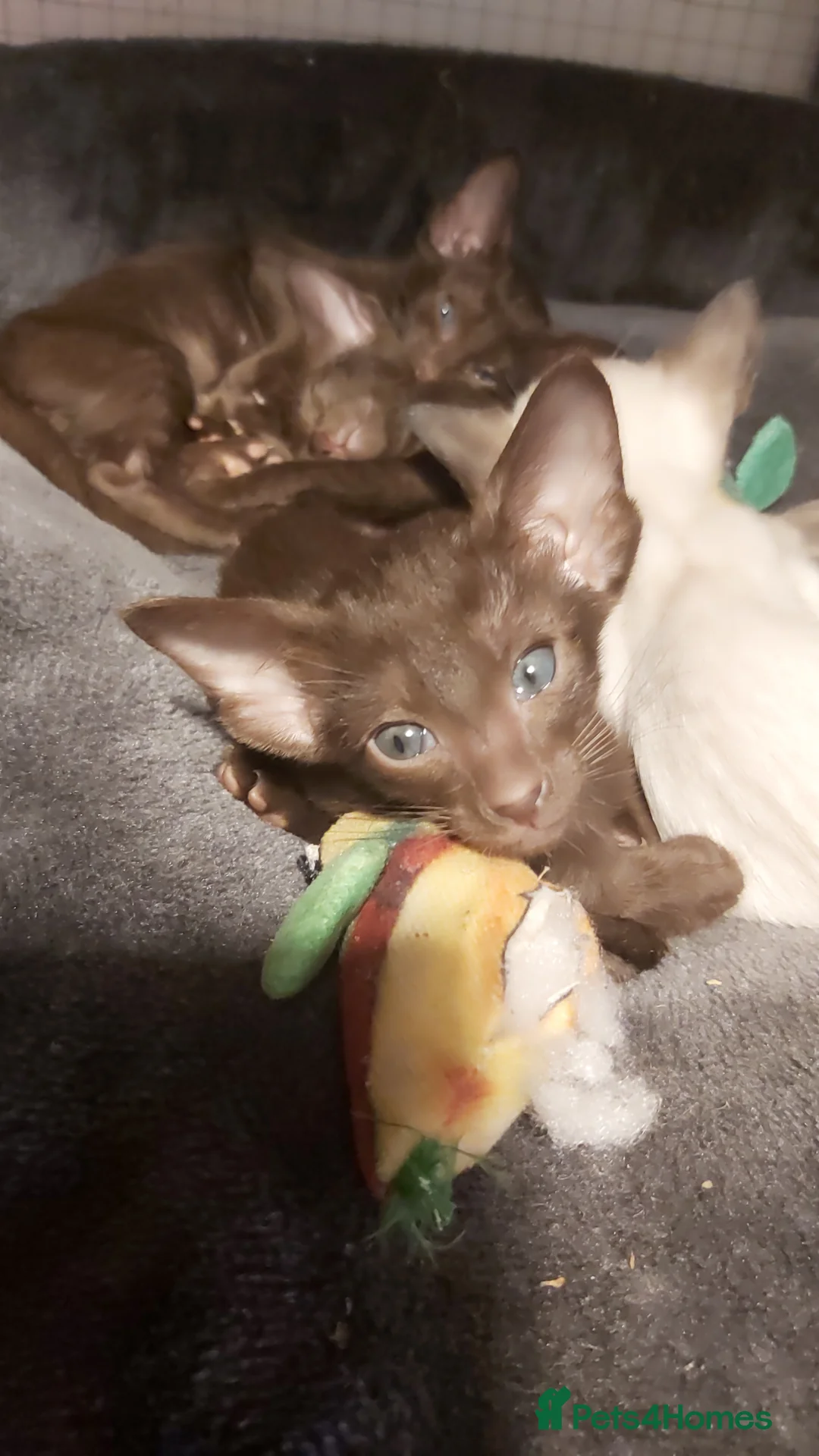 Oriental cats for sale: Full Pedigree Oriental 6 Kittens XL size ears GCCF - Advert 36