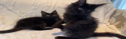 Maine Coon cats for sale: Champion line maine coon girls - Advert 6