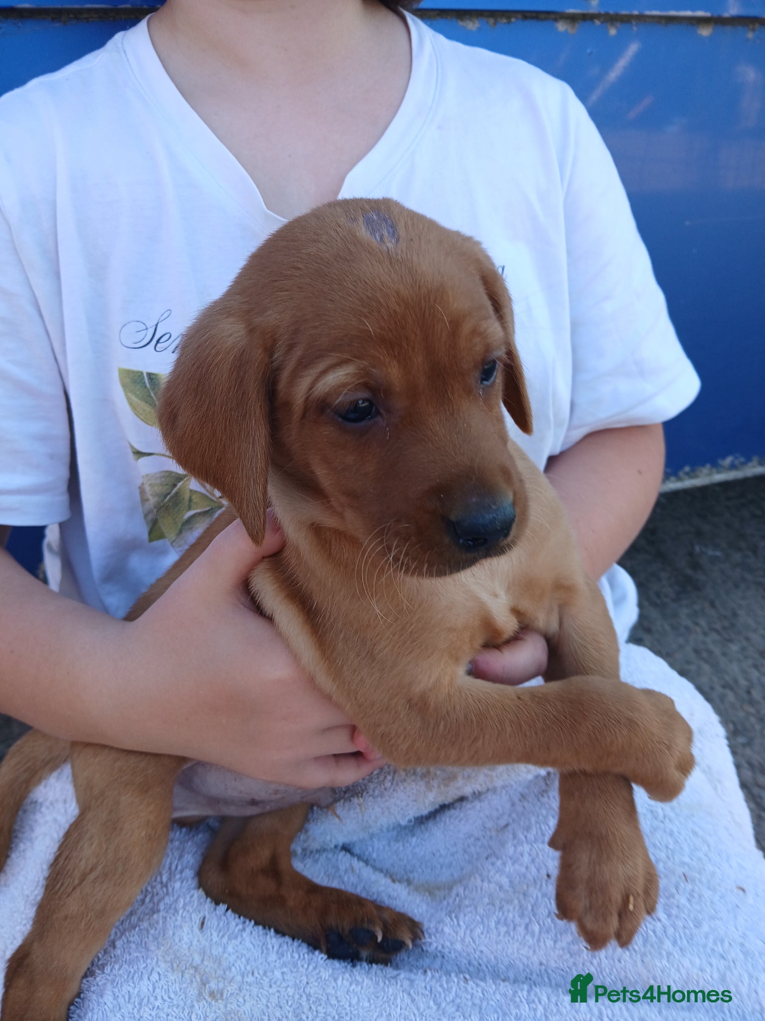Labrador Retriever dogs for sale: Fabulous litter of golden and fox red lab puppies. - Advert 15