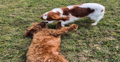 Cavapoo dogs - Advert 12