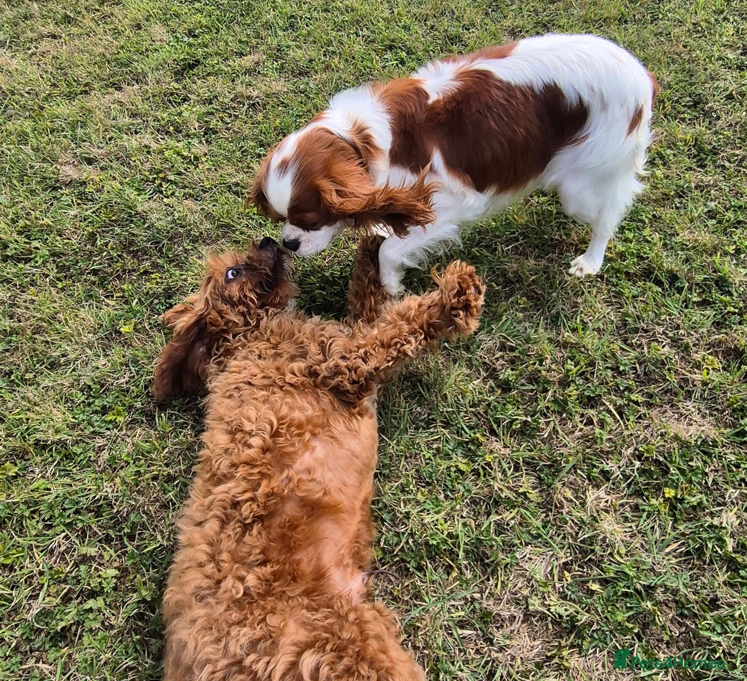 Cavapoo dogs for sale: Junior Cavapoo boy  - Image 2