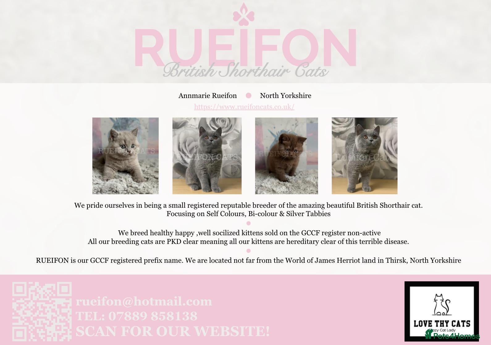 British Shorthair cats GCCF REGISTERED Kittens available  - Advert 1