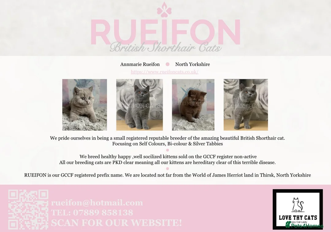 British Shorthair cats for sale: GCCF REGISTERED Last blue gorgeous girl available  - Advert 1