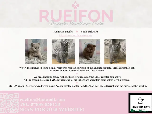 British Shorthair cats GCCF REGISTERED Last blue gorgeous girl available - Advert 1