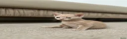 British Shorthair cats for sale: Beautiful Cream & Blue Kittens in London - Advert 2