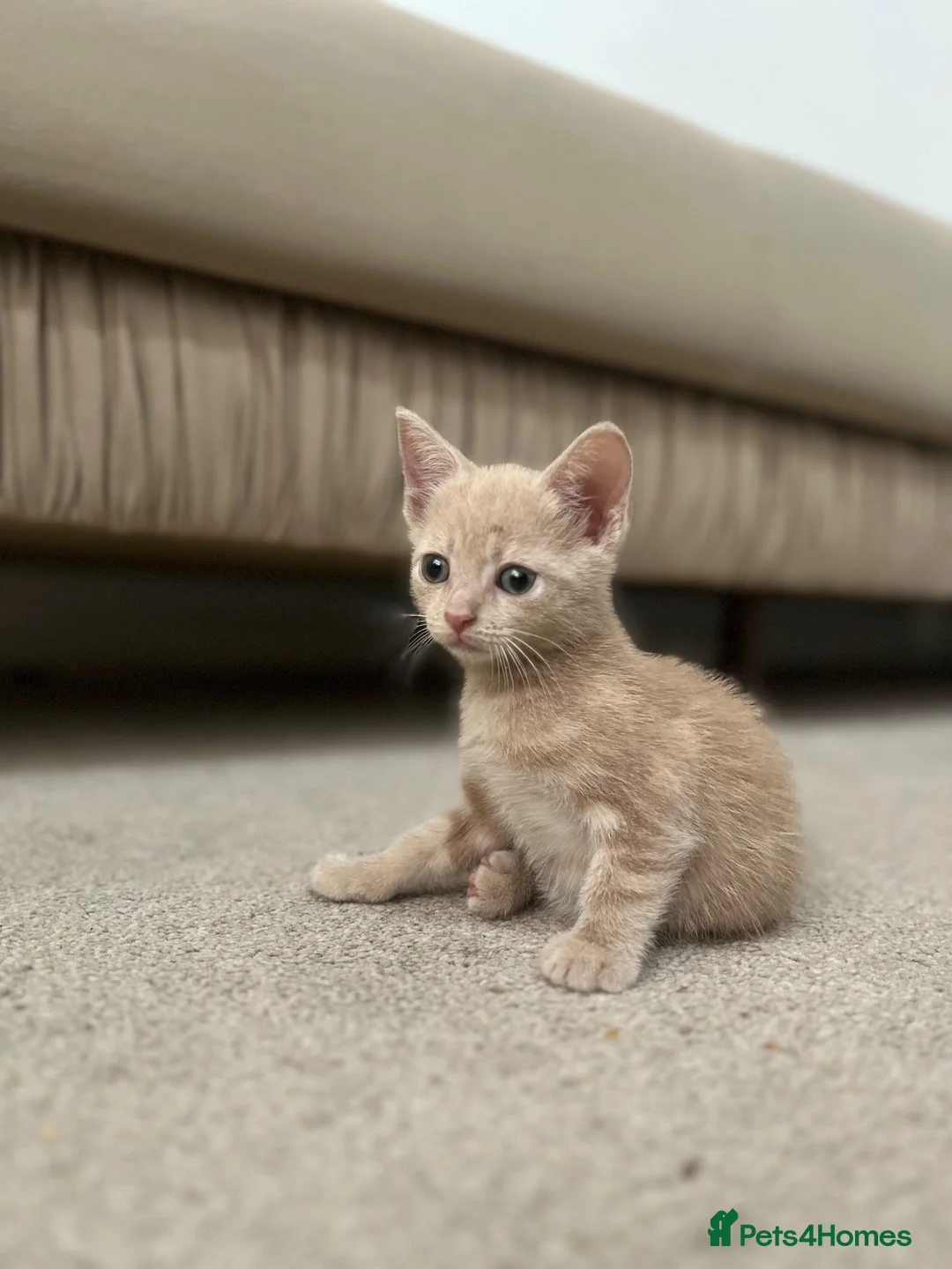 British Shorthair cats for sale: Beautiful Cream & Blue Kittens in London - Advert 2
