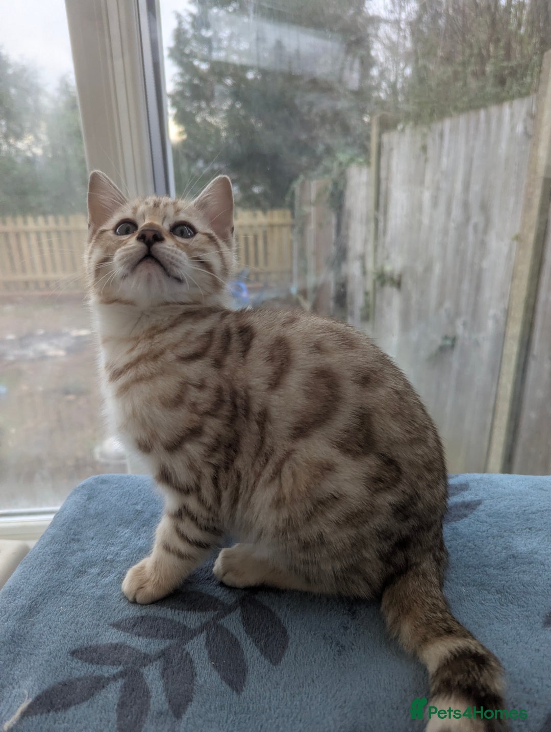 Bengal cats for sale: Bengal Kittens Purebreed Ready to Leave - Advert 14