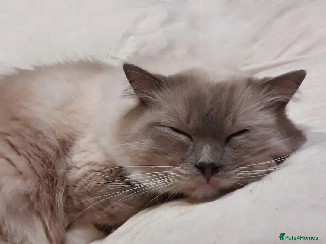 Ragdoll cats for sale: Ragdoll Blue Male - Advert 1