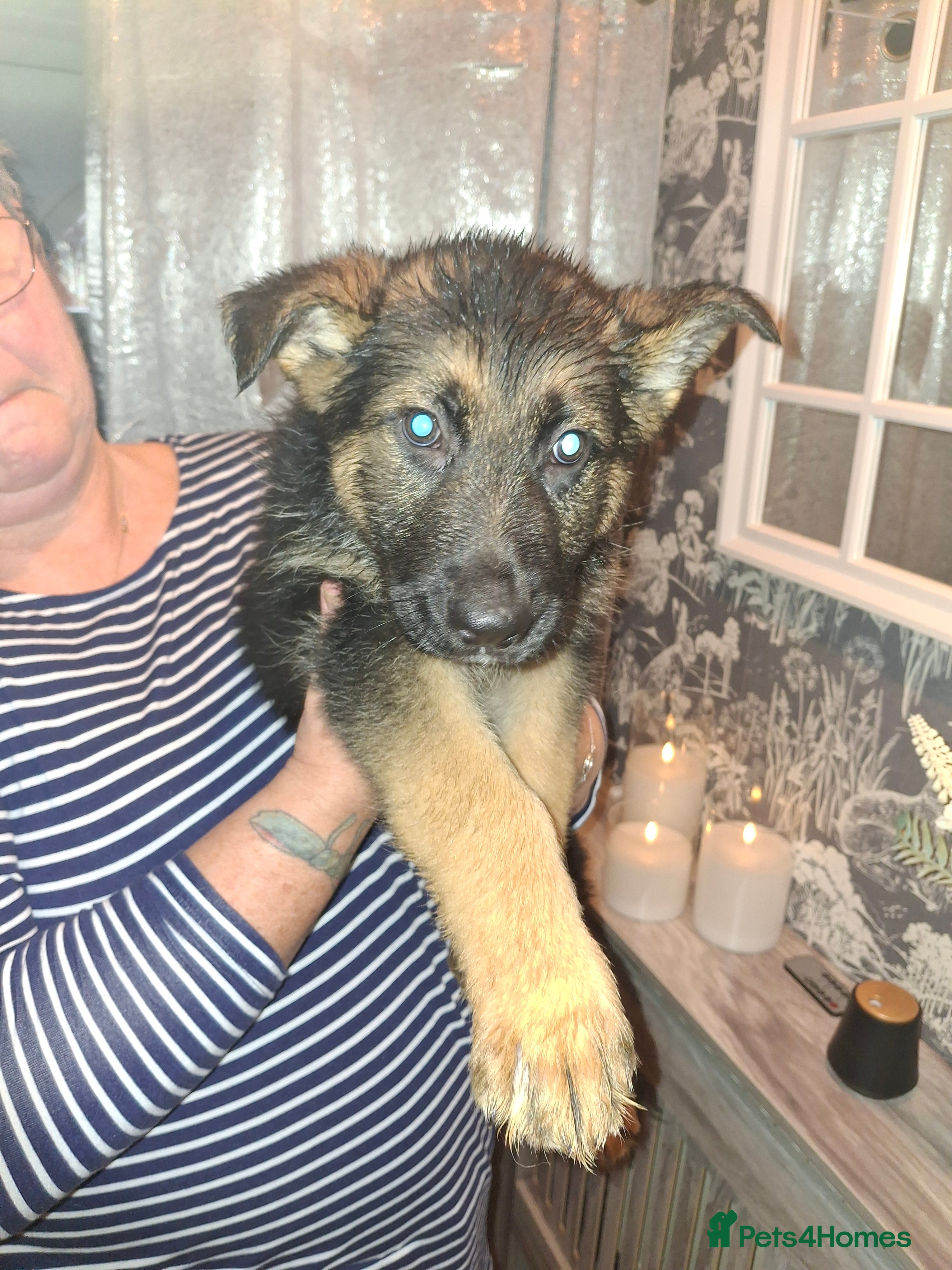 German Shepherd dogs Stunning German Shepherd puppies for sale - Advert 2