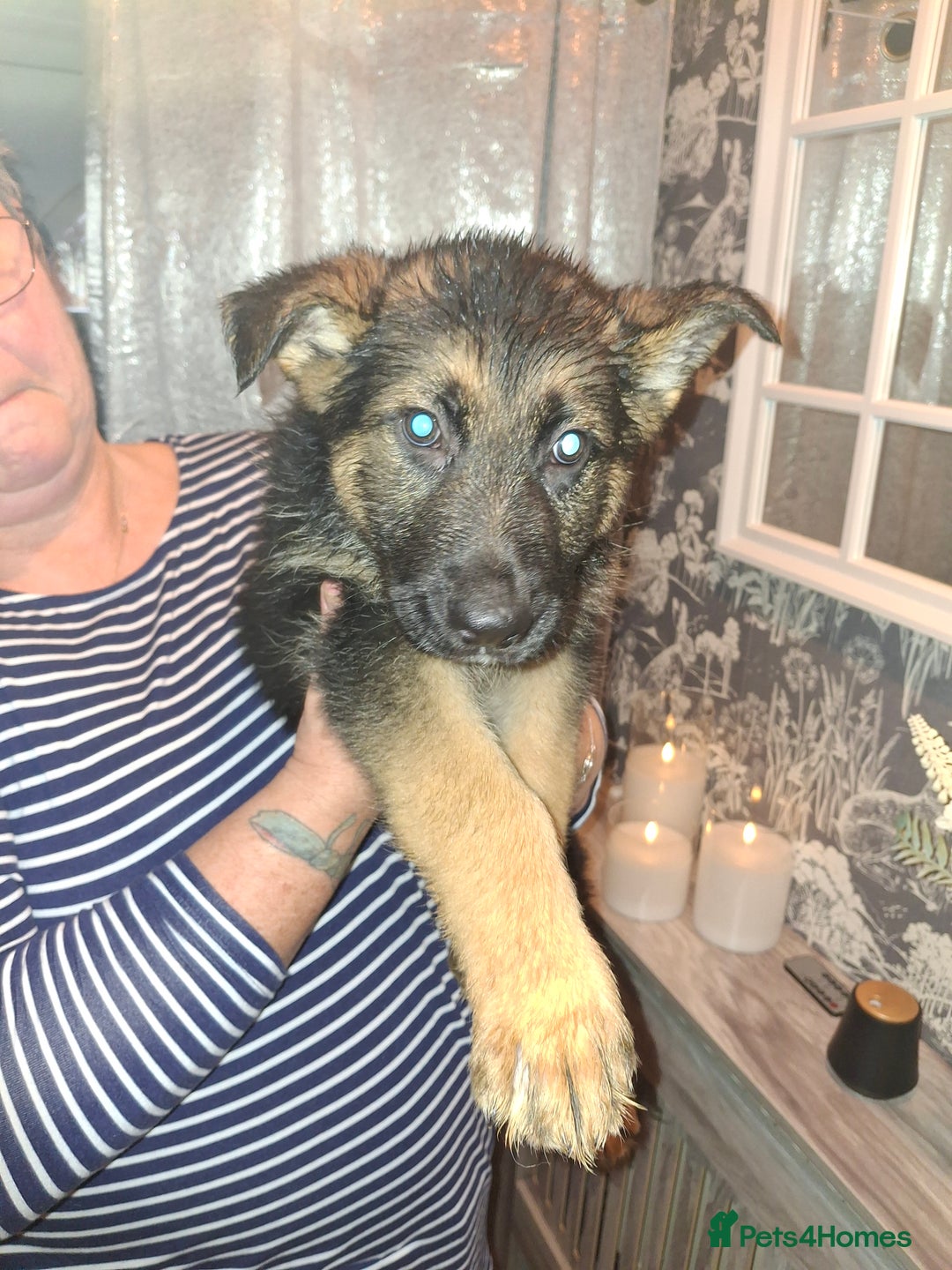 German Shepherd dogs for sale: Stunning German Shepherd puppies for sale - Advert 2