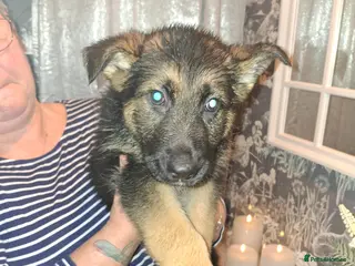 German Shepherd dogs Stunning German Shepherd puppies for sale - Advert 10