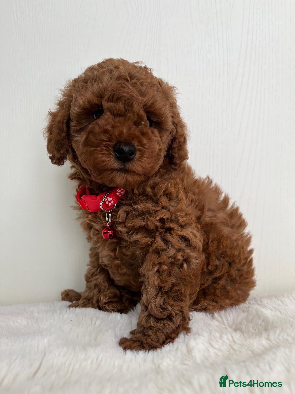 Toy Poodle dogs for sale: Beautiful Toy Poodle Puppies - Advert 1