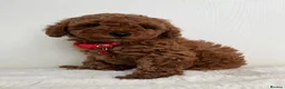 Toy Poodle dogs for sale: Beautiful Toy Poodle Puppies in Sevenoaks - Advert 1