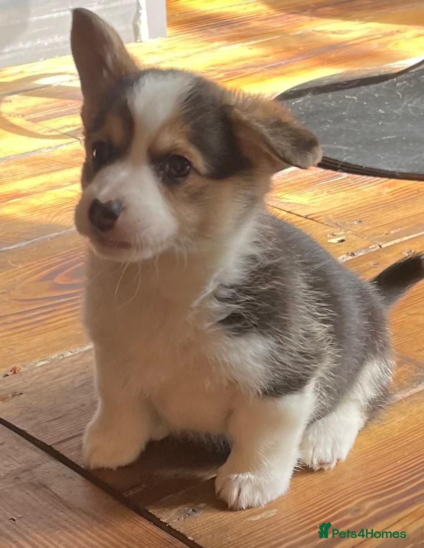Welsh Corgi Pembroke dogs KC registered health tested parents  - Advert 18