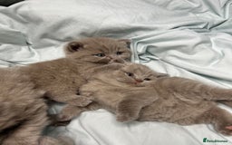 British Shorthair cats for sale: 🐱Adorable Rare Lilac British Shorthair Kittens - Image 3